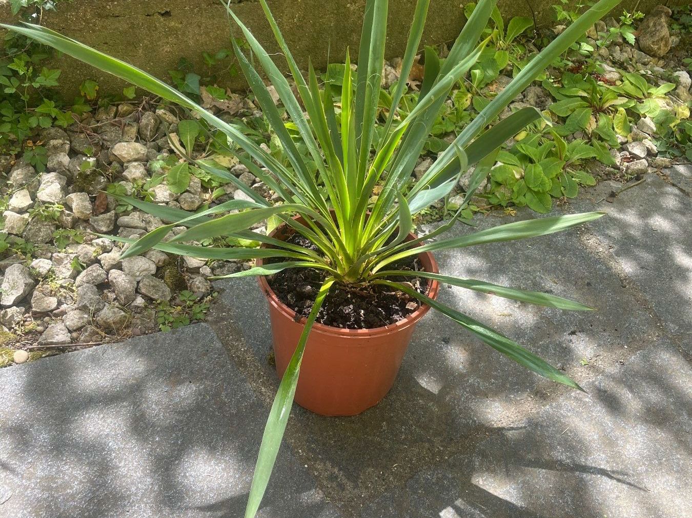 Piante & sementi: YUCCA FILAMENTOSA mit einer Blüte (ca 75 cm) – Usato da Möhlin venduto da mil_h55x 6