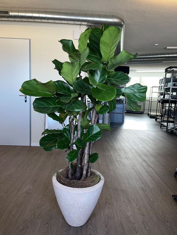 Ficus Lyrata Kaufen auf Ricardo