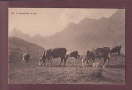 ANZEINDAZ - Vaches