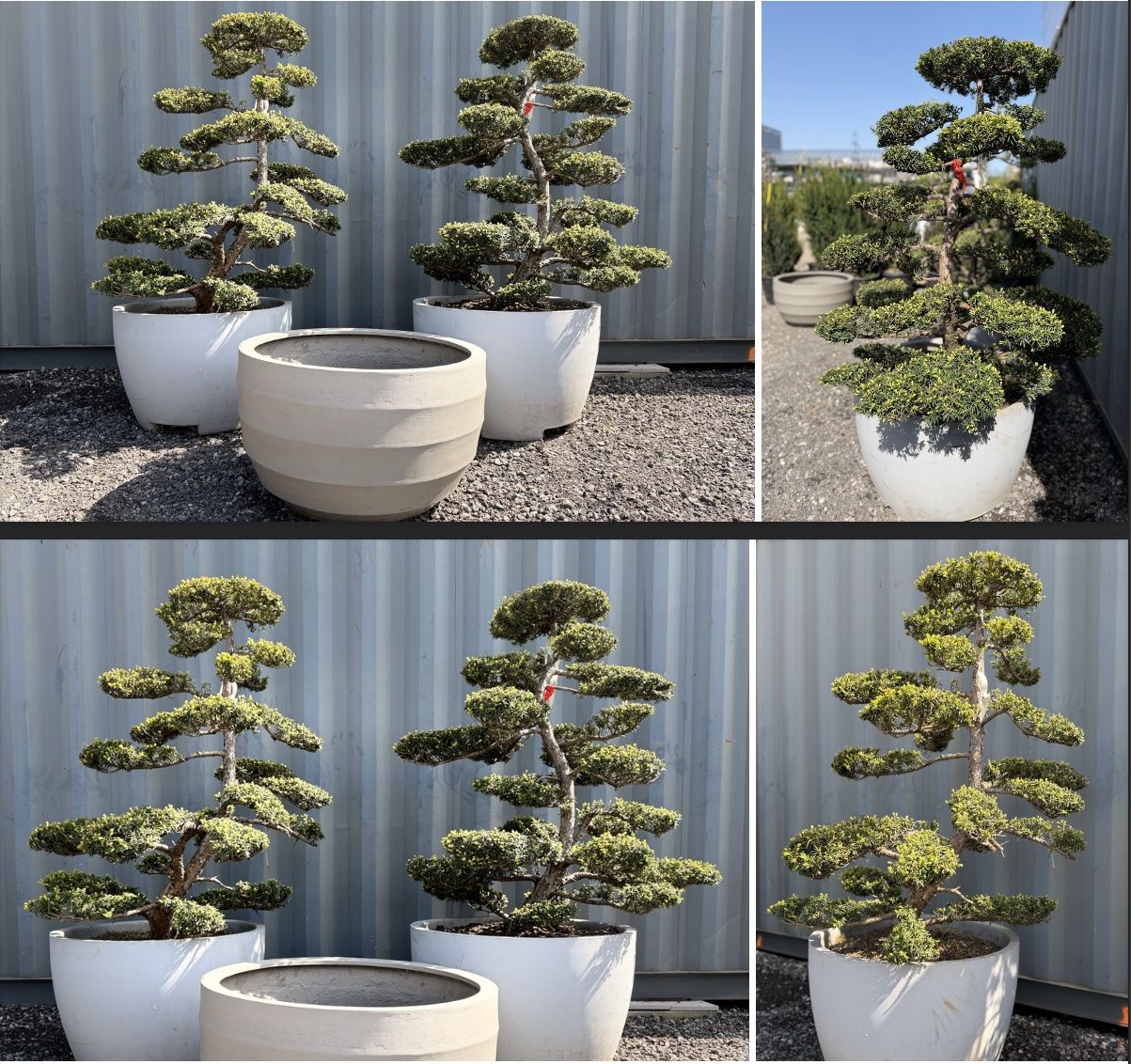 Piante & sementi: 2x Taxus Eiben Gartenbonsai Formschnitt, 35-jährig, Topf – Nuovo (secondo la descrizione) da Root venduto da Jo.Di 5