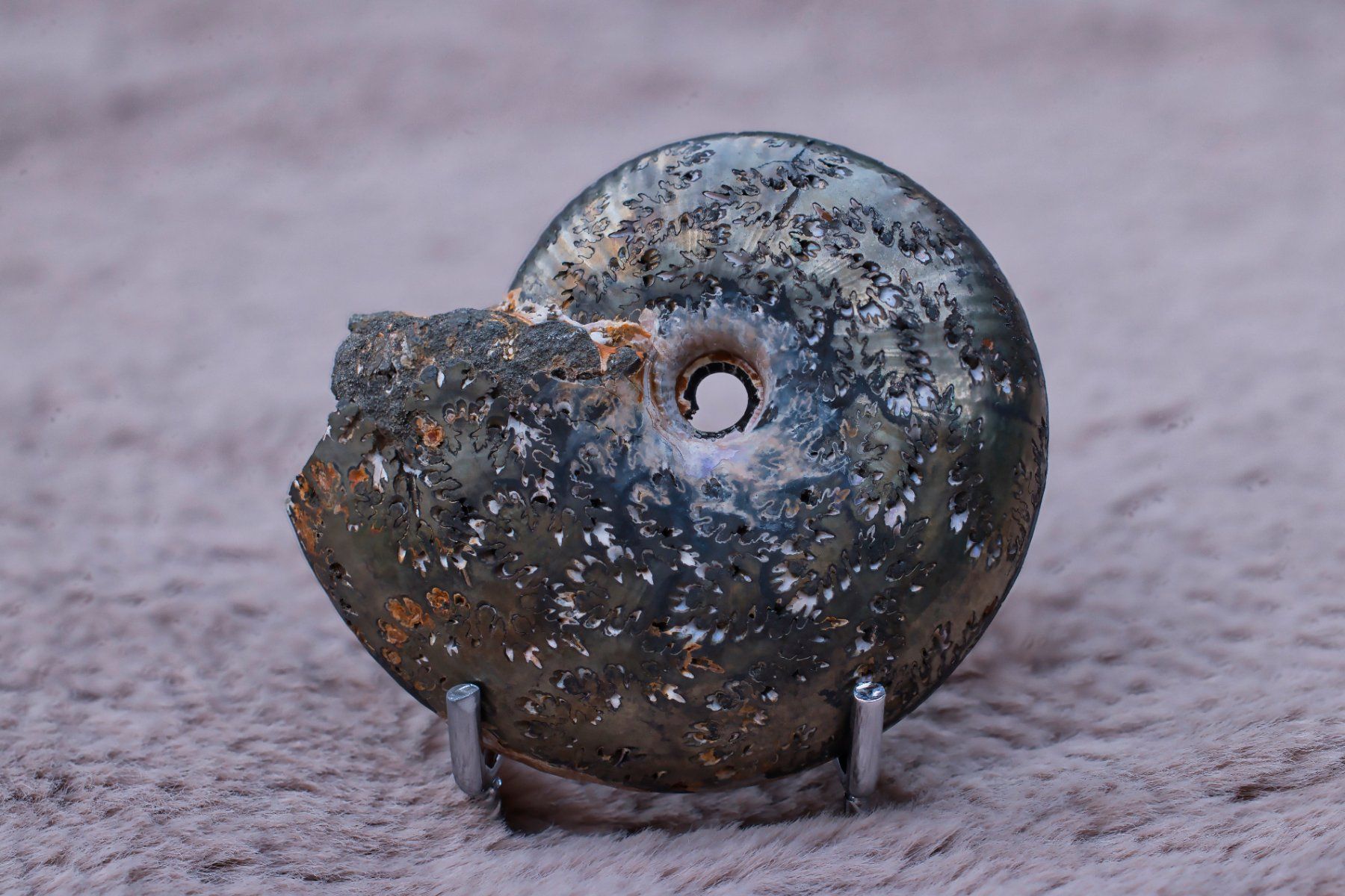 Fossili: Rainbow Pyrite Ammonite Cross-Section · Museum Grade – Usato da Zürich venduto da mau_8fvw 2