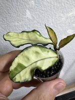 Hoya Crassipetiolata variegata! Super einhorn!🦄 