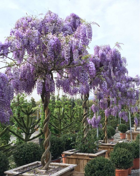Blauregen (Wisteria sinensis) Kaufen auf Ricardo