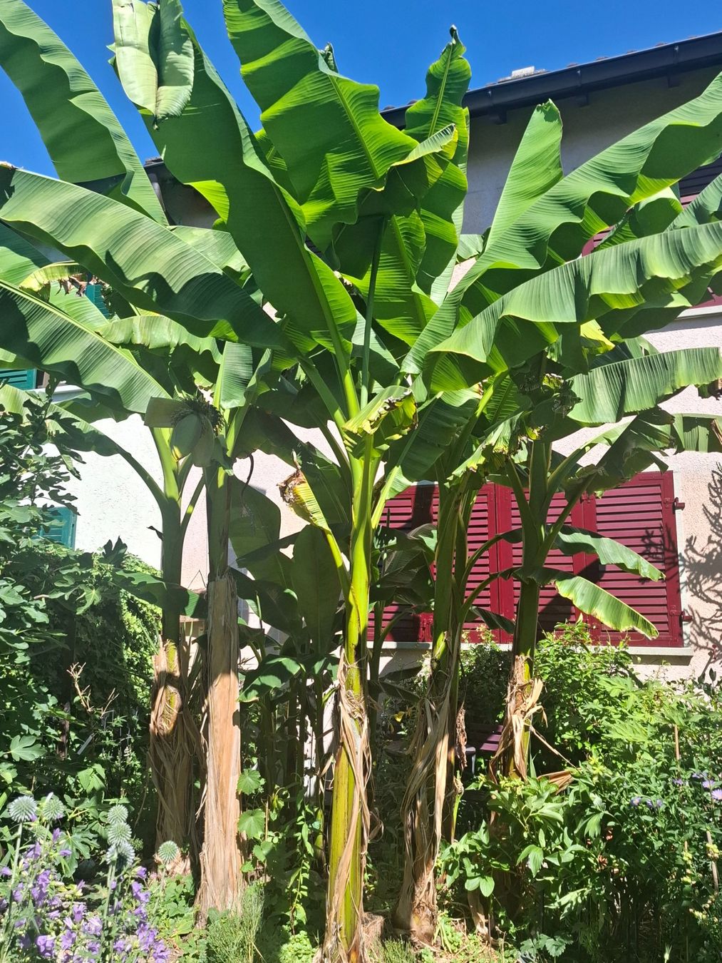 Piante & sementi: Winterharte Banane Pflanze – Usato da Zürich venduto da esap 5