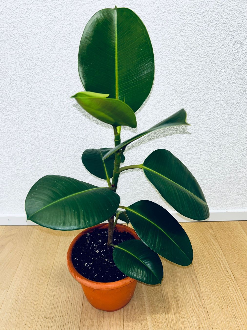 Piante & sementi: FICUS ELASTICA ROBUSTA Pflanze, Gummibaum 70 cm – Usato da Kilchberg ZH venduto da malibubeach 4