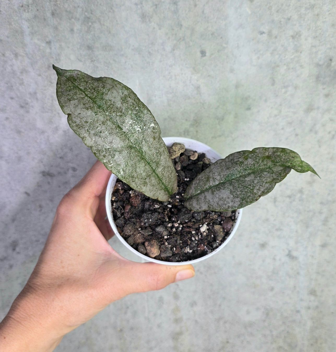 Pflanzen & Samen: Hoya mitrata 'Silver' – Neu (gemäss Beschreibung) aus St.Erhard von Plumilandschweiz 2