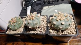 Lophophora Sp. PP 869, Coahuila (Sierra de la Paila)