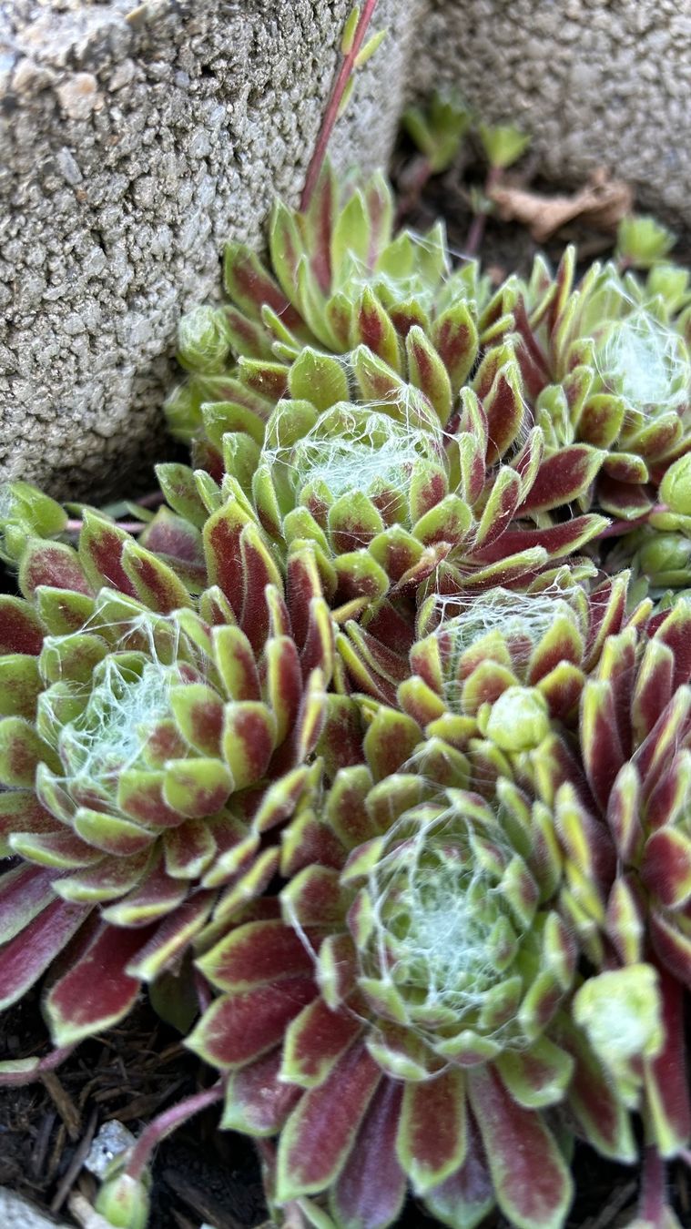 Pflanzen & Samen: Spinnweb Hauswurz / Sempervivum ca. 5 cm – Neu (gemäss Beschreibung) aus Escholzmatt von Mpowerone 1