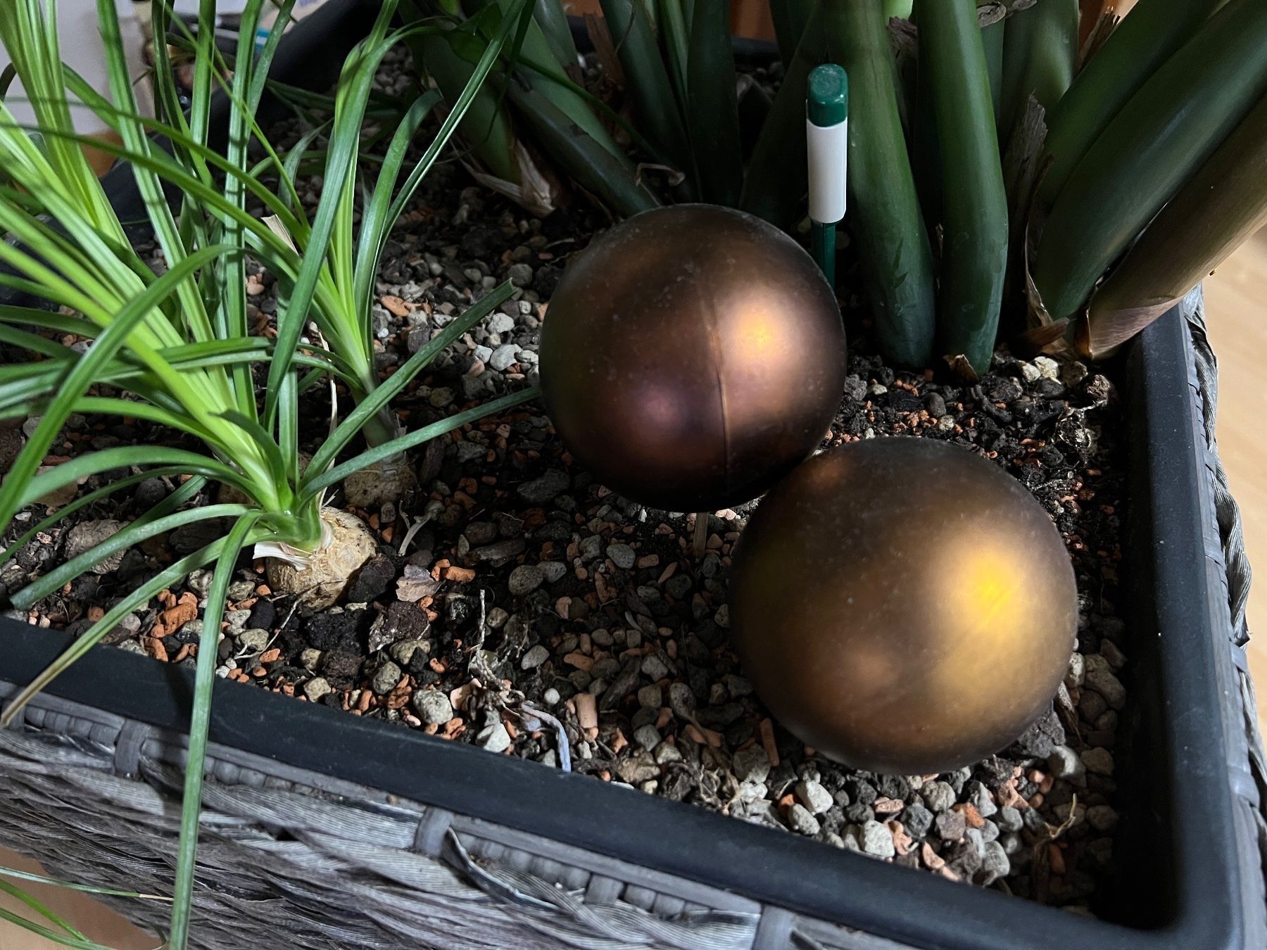 Pflanzen & Samen: Zamioculcas Zamiifolia Glücksfeder – Gebraucht aus Balzers von Alannah 7