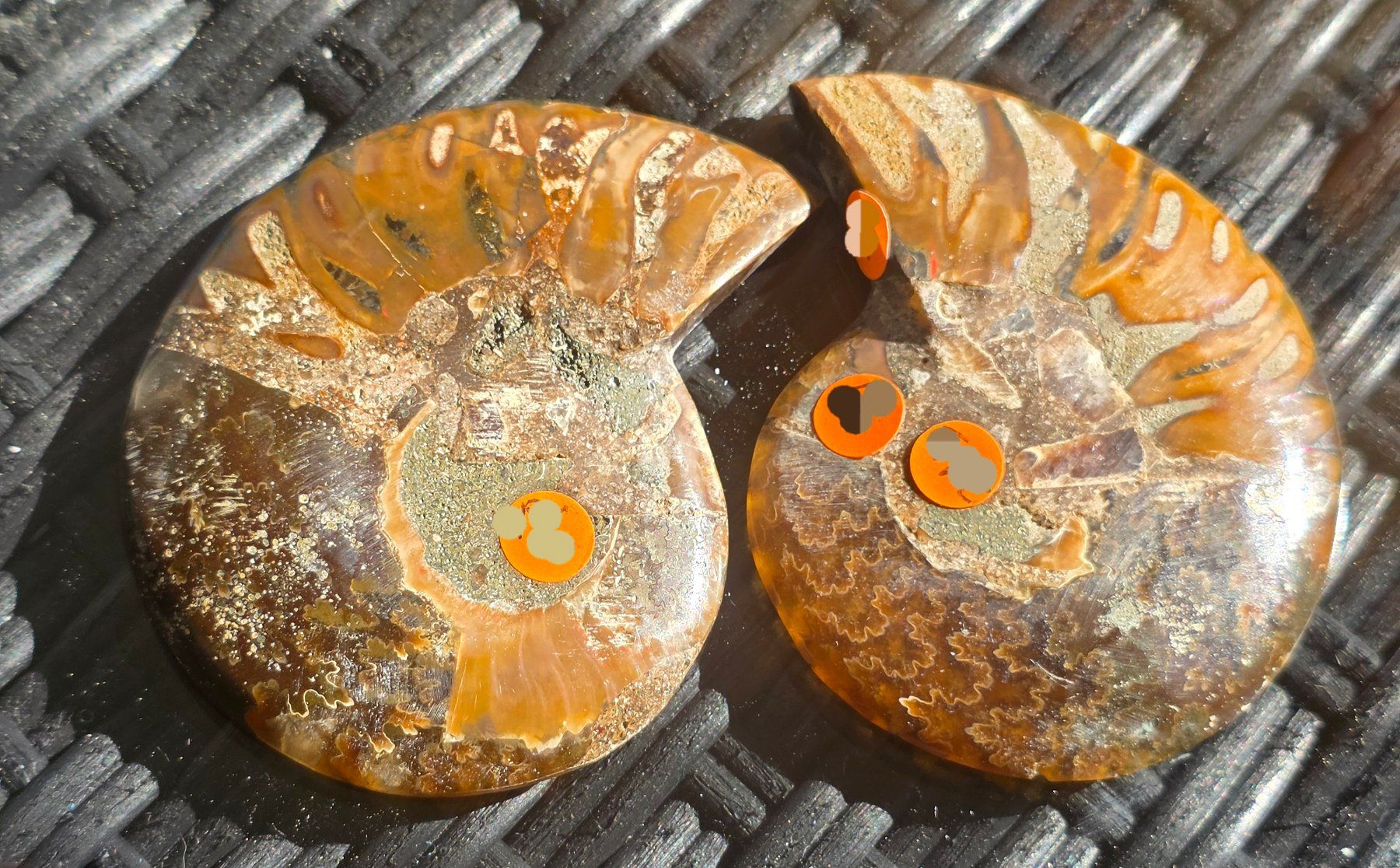 Fossili: Ammoniten Paar P6 71g – Nuovo e nell'imballaggio originale da Matzingen venduto da Shay_Crystalz 1