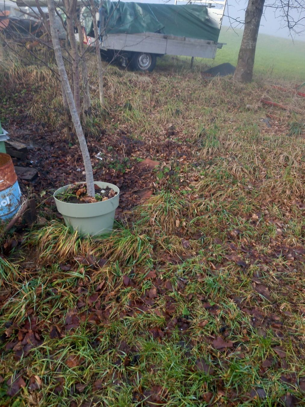 Pflanzen & Samen: Winter Linde im Topf – Gebraucht aus Wolhusen von S.Bucher 1