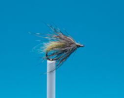 10 verschiedene Caddis Pupa- Nymphen