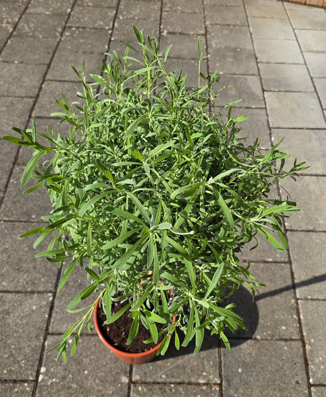 Pflanzen & Samen: Lavendel Stämmchen – Gebraucht aus Aarburg von popkorn65 4