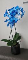 Blaue Orchidee Phalaenopsis im Topf, blühend .