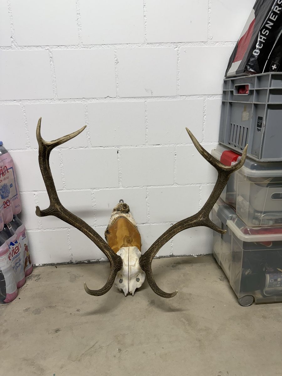 Il mondo degli animali: Hirschgeweih auf Holzbrett – Usato da Wabern venduto da sea_rnh9 1