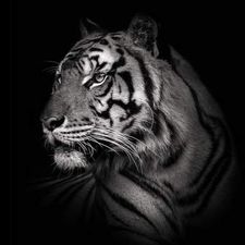 Profile image of Tiger_
