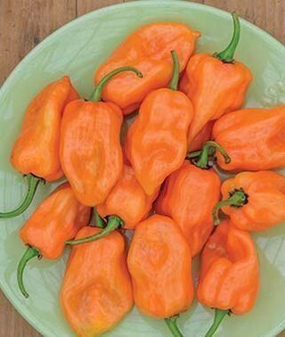 Piante & sementi: 30 Samen Orange Habanero Chilli – Nuovo (secondo la descrizione) da Ehrendingen venduto da VerveinaSamen 4