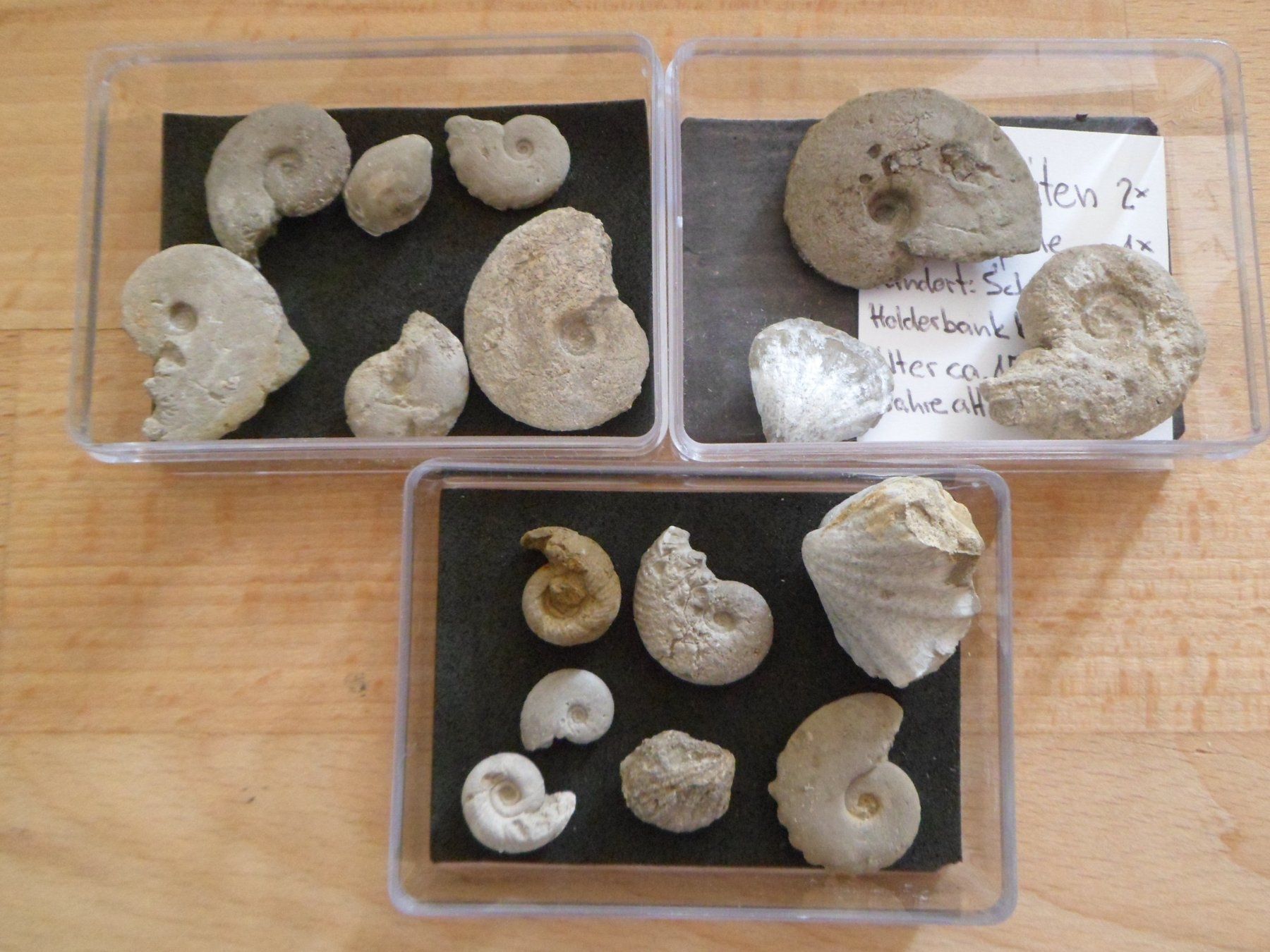 Fossili: Fossilien Schweiz – Usato da Affoltern am Albis venduto da Fossil60