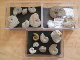 Fossilien Schweiz