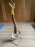 Wirbelsäulenmodell mit Ständer