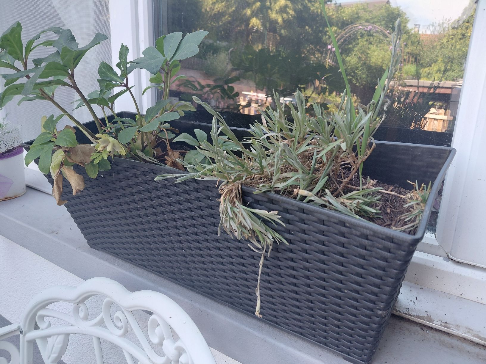 Blumentöpfe: Rattan Blumenkasten 4 Stück – Neu (gemäss Beschreibung) aus Obermumpf von Eje_2g5h 1
