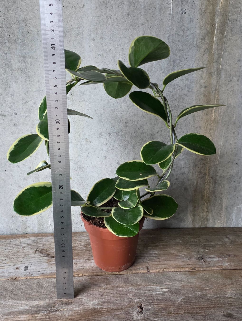 Pflanzen & Samen: Hoya australis Blondie – Gebraucht aus St.Erhard von Plumilandschweiz 3