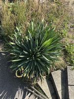 Grosse Yucca filamentosa /ca. 20 Jahre alt