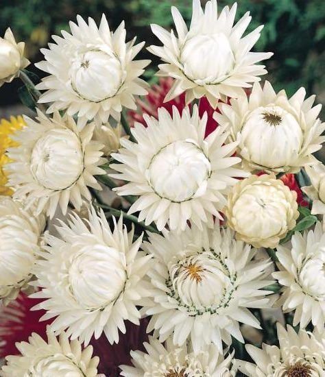 Pflanzen & Samen: 300 Samen STROHBLUME WEISS – Neu (gemäss Beschreibung) aus Ehrendingen von VerveinaSamen 1
