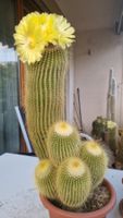 Blühfreudiger Notokaktus Lenghausii in 20cm Topf, 40cm hoch