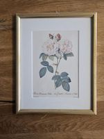 Botanische Illustration Rosa Damascena gerahmt