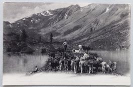 Troupeau près d' un lac
