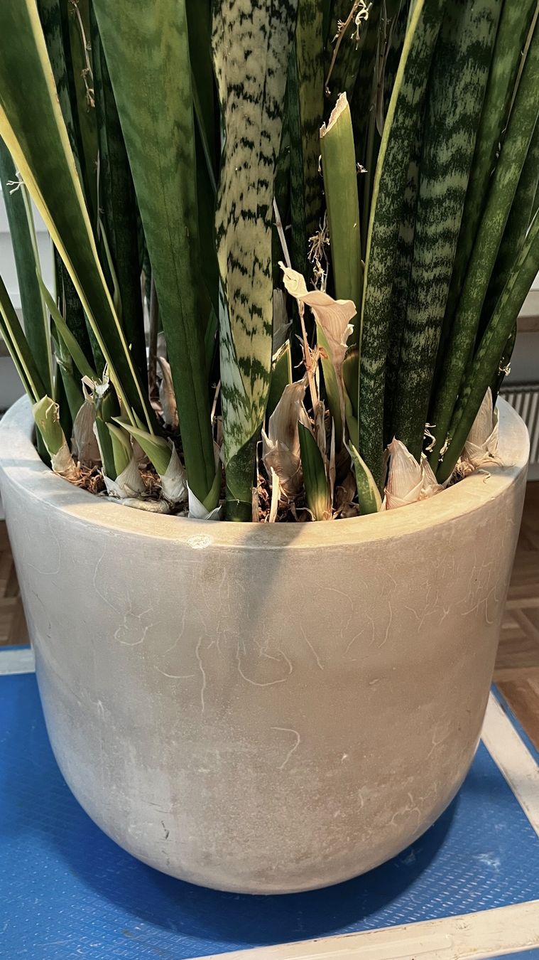 Piante & sementi: Bogenhanf - Schwiegermutterzunge - Sansevieria – Usato da Basel venduto da Kold 2