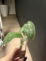 Scindapsus pictus schöne bewurzelte Stecklinge