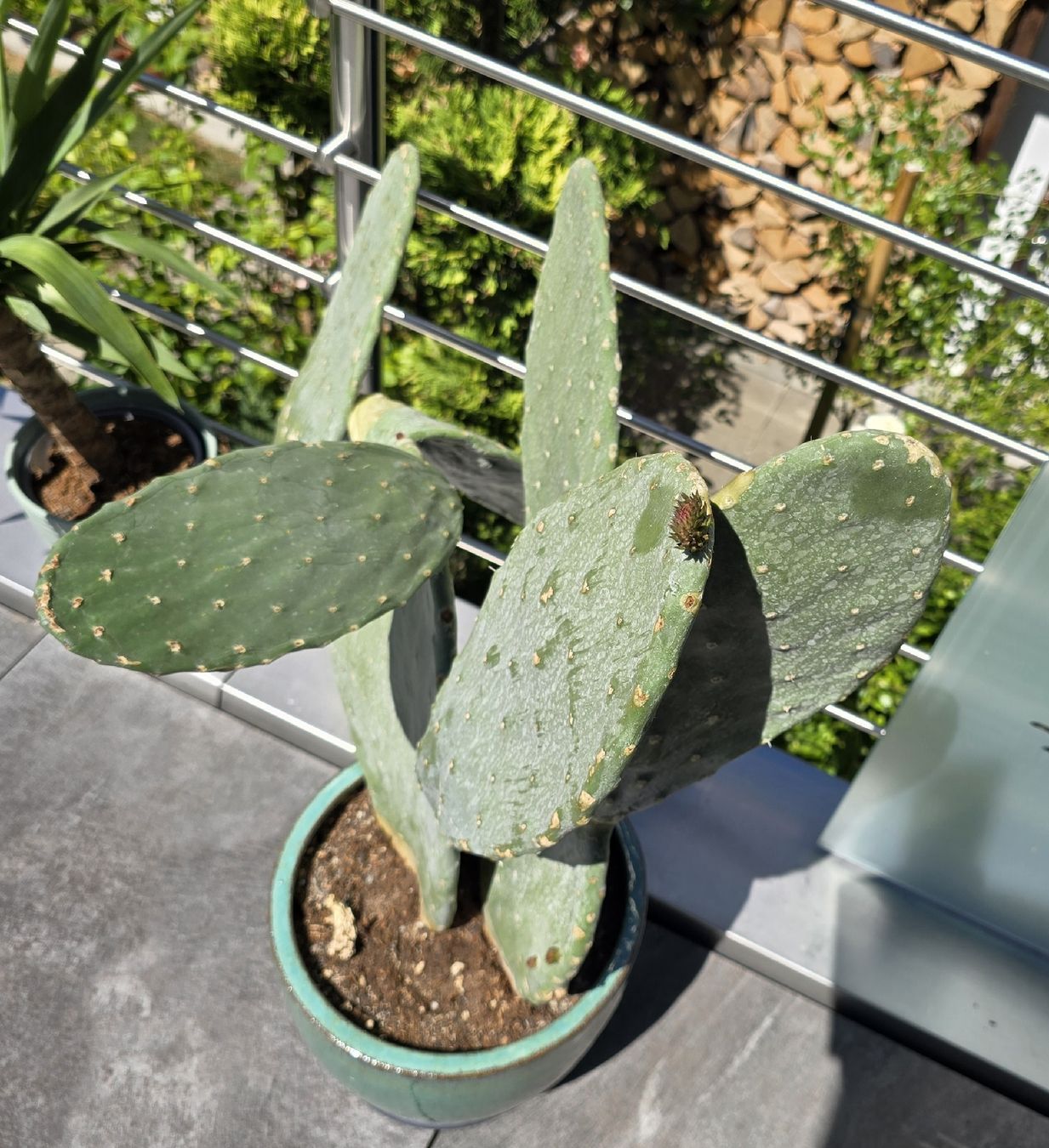Piante & sementi: Opuntia Indica mit Topf   – Nuovo (secondo la descrizione) da Aarburg venduto da popkorn65 4