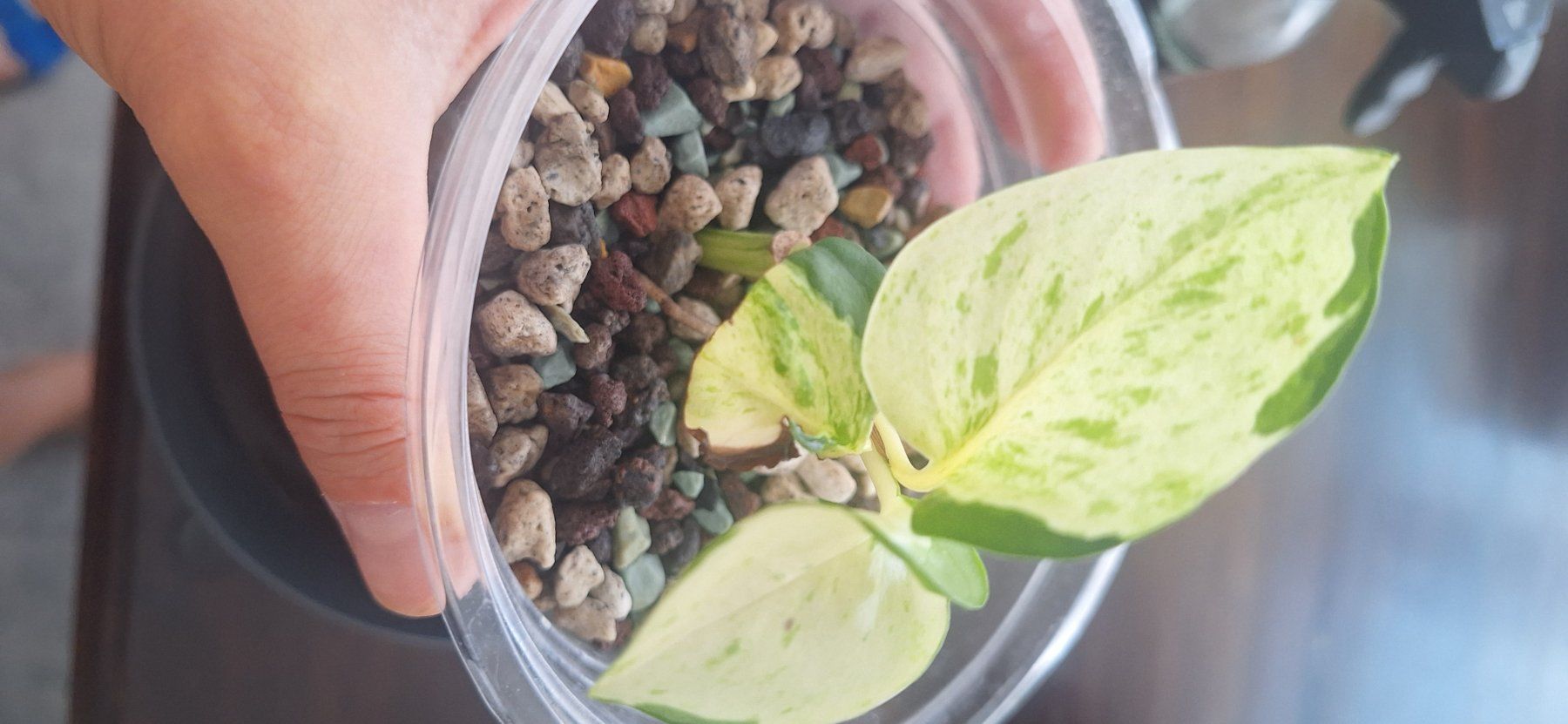Pflanzen & Samen: Happy Leaf 🍃 – Gebraucht aus Zürich von fra_gw8w 2