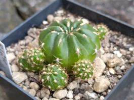 Kakteen, Pflanze, Matucana aureiflora