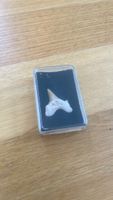 Hai Zahn Fossil in kleiner Box