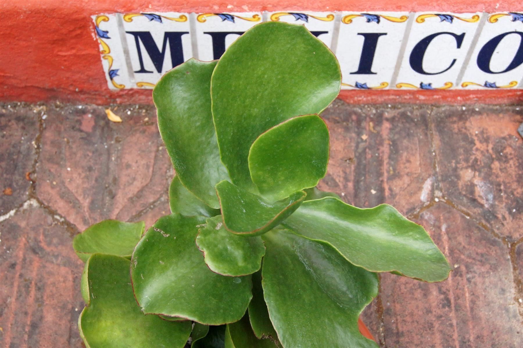 Plantes & graines: Cotyledon orbiculata – Neuf (Voir description) à Geroldswil par botanicals 3