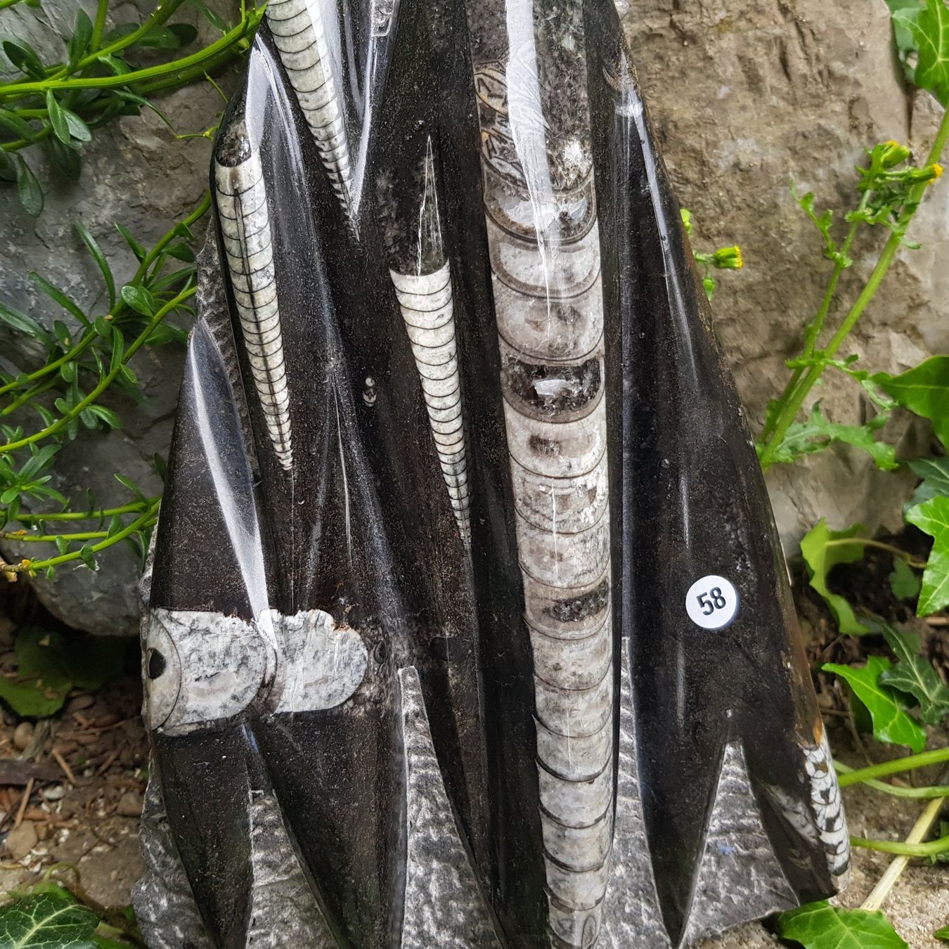 Fossili: Orthoceras Platte 2.64Kg – Nuovo (secondo la descrizione) da Schwanden-Brienz venduto da Testudo06 1