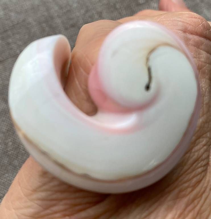 Bagues: Schöner Ring aus Muschel  – D'occasion à Dielsdorf par bar_7t27