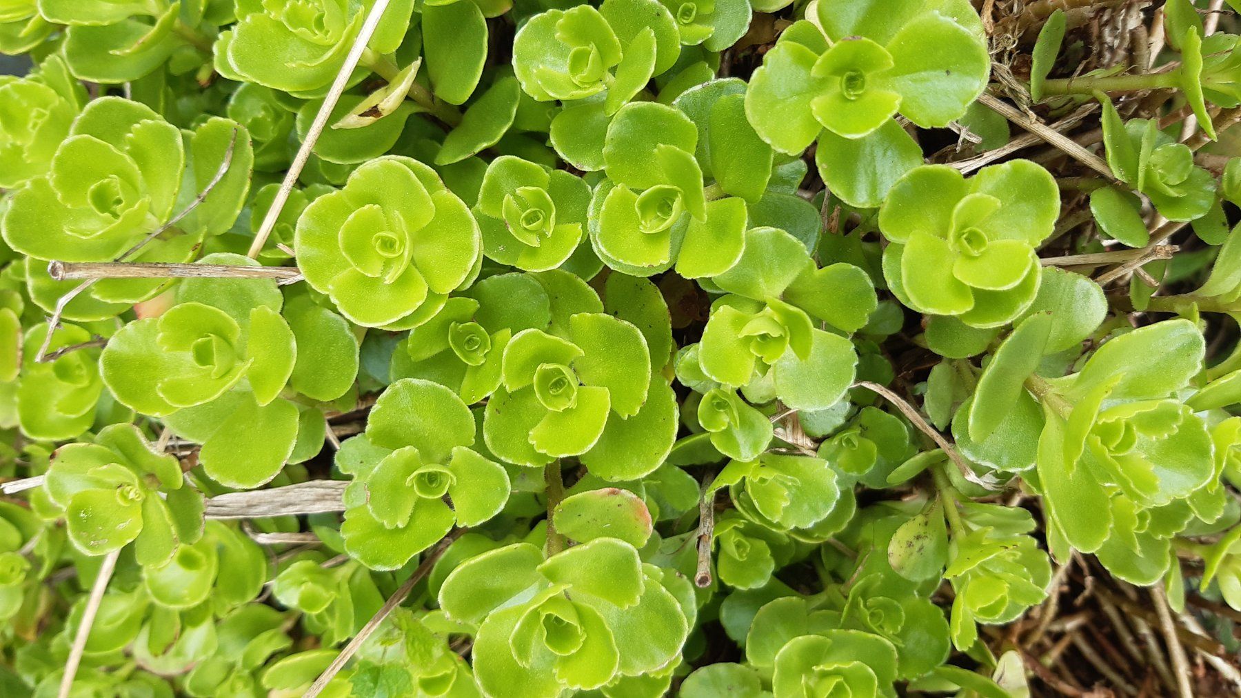 Piante & sementi: Rosen mauerpfeffer sedum – Nuovo e nell'imballaggio originale da Ibach venduto da chaemilochhobbygarte 2