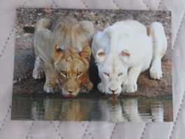 Löwen an der Tränke, Zoo, Raubkatze, Katze, ungelaufen