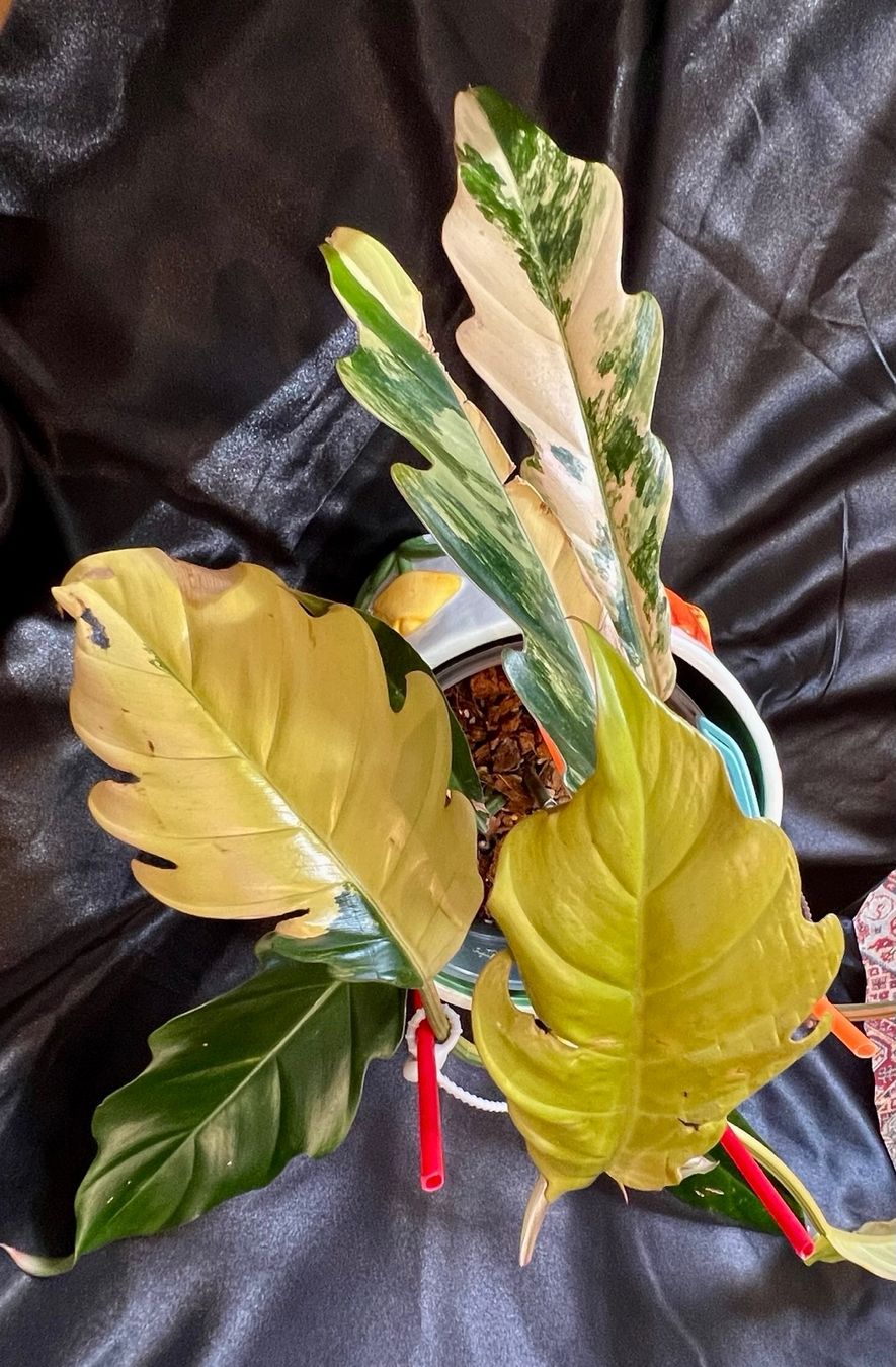 Pflanzen & Samen: Philodendron caramel marble variegated – Gebraucht aus Zofingen von Erfolg1957 1