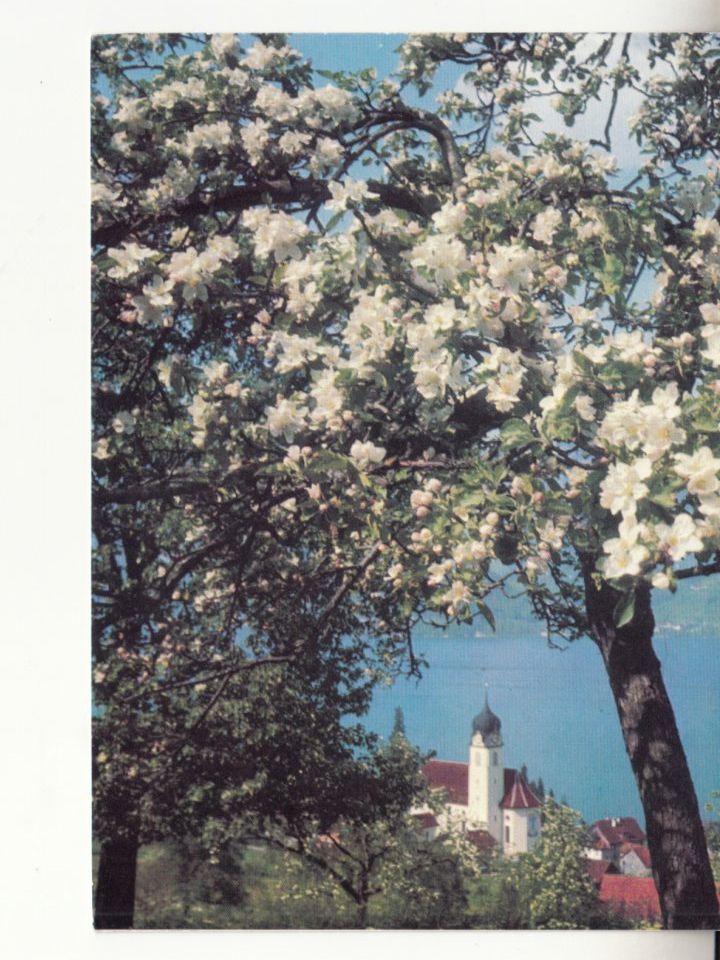 Ansichtskarten: Beckenried 1969 – Gebraucht aus Bürglen TG von StampGraf