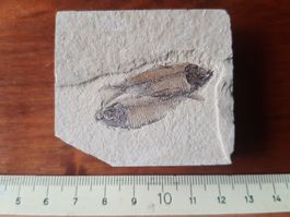 Zwei fossile Fische USA