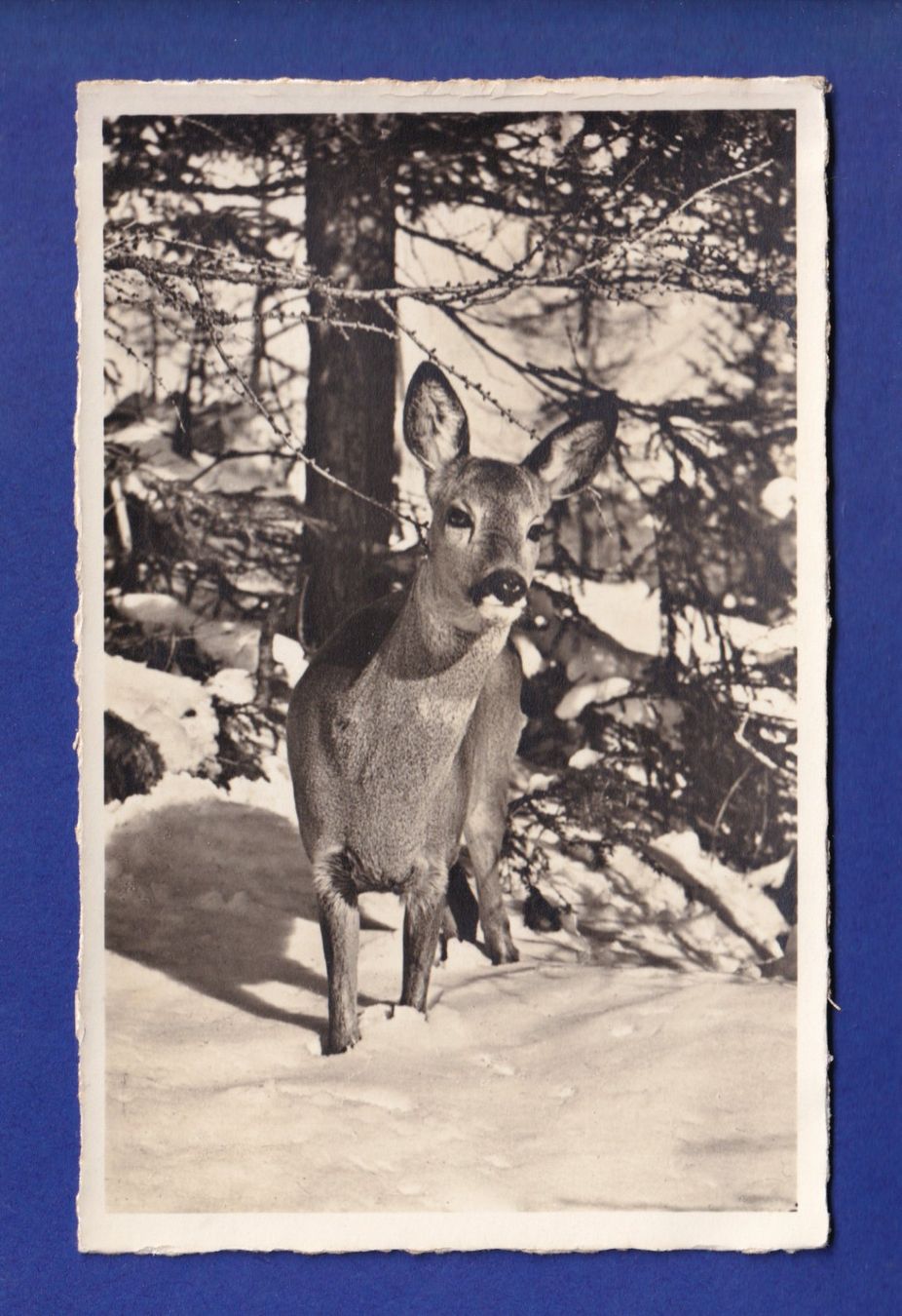 Ansichtskarten: BICHE / REH – Gebraucht aus Pully von nicecards-shop