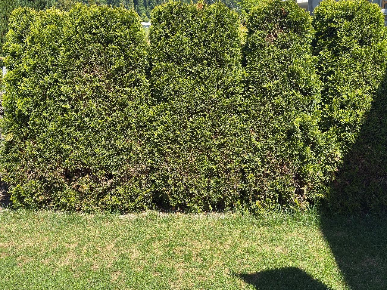 Piante & sementi: Thuja Heckenpflanzen, Lebensbaum – Usato da Abtwil SG venduto da akbones