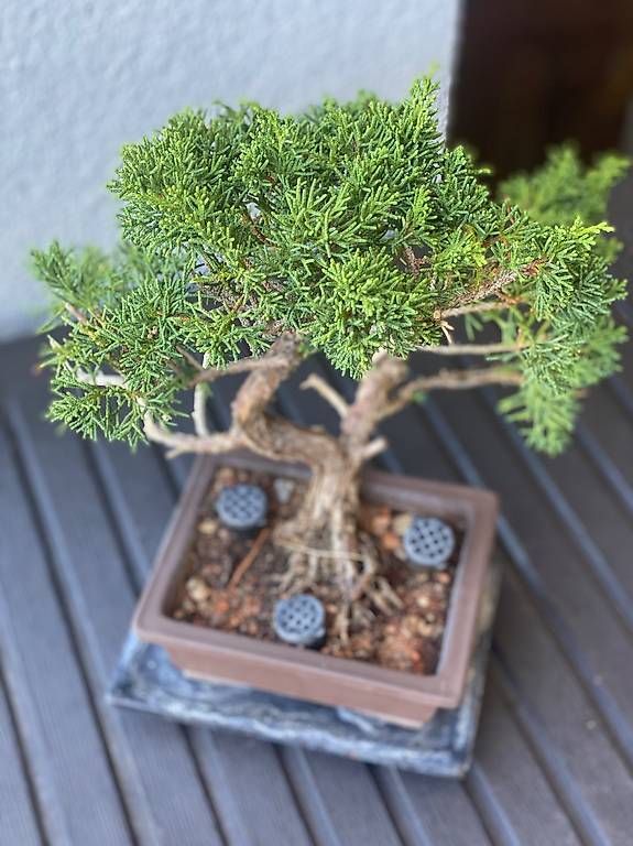 Pflanzen & Samen: Bonsai Wacholder – Gebraucht aus Aarau Rohr von Sergiomendez 3