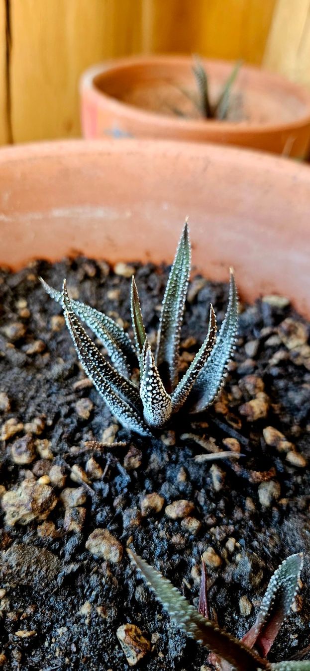 Plantes & graines: Haworthia concolor – Neuf avec emballage d'origine à Bütschwil par sr761 4