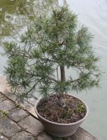 BONSAI  -  Bergkiefer
